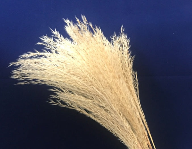 Light Color Wedding Bouquet Natural Dried Pampas Reed Flower Reed Decoration