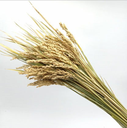 Light Color Wedding Bouquet Natural Dried Pampas Reed Flower Reed Decoration