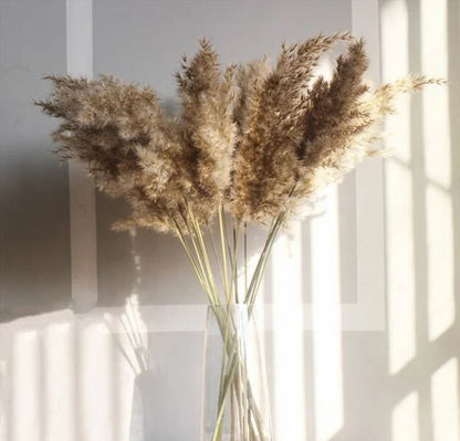 Light Color Wedding Bouquet Natural Dried Pampas Reed Flower Reed Decoration