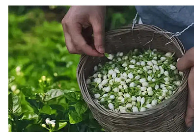 Bulk Dried Jasmine Tea